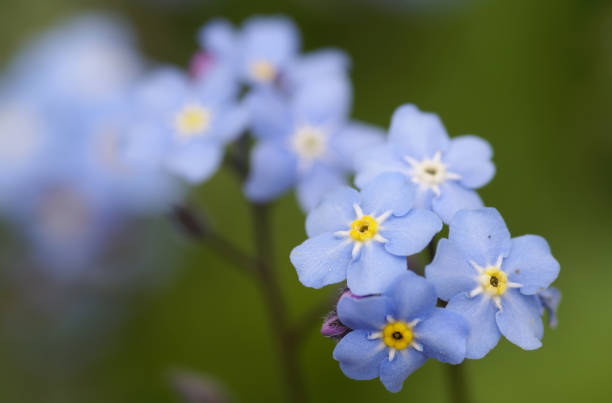 istock Macro of forget me not flowers 174531222