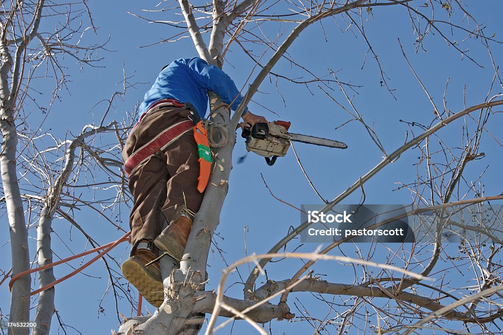 Arborist ぐんぐん伸びるツリー - サービス業関係の職業のロイヤリティフリーストックフォト