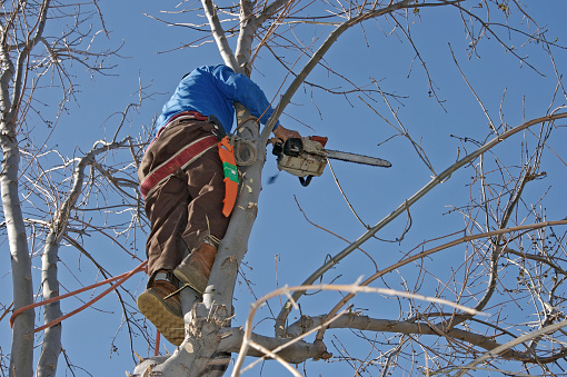 Hispanic man high up in an elm tree trimming branches