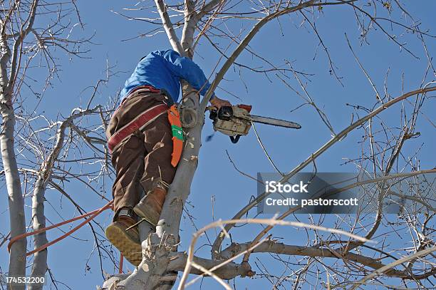 Foto de Arborist De Uma Árvore e mais fotos de stock de Profissão na área de serviços - Profissão na área de serviços, Árvore, Adulto