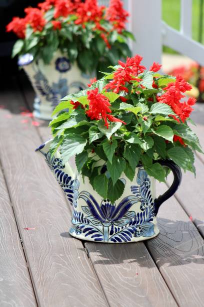 istock Red Salvias 1745327919