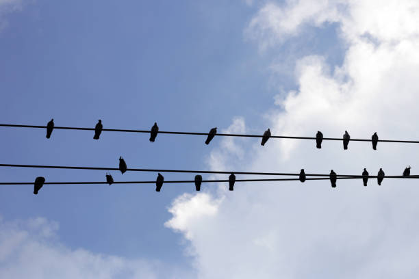 istock Silhouette birds on wire cable against blue sky 1745335469