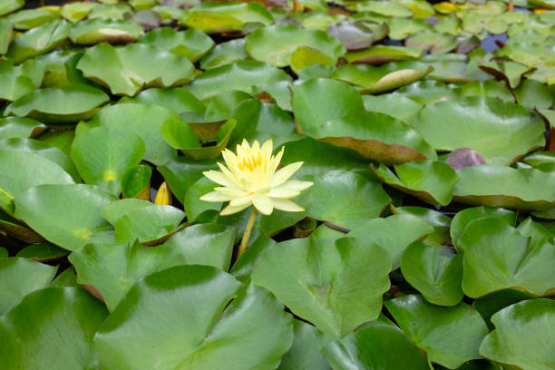 istock Beautiful water lily. Lotus pond 1745341954