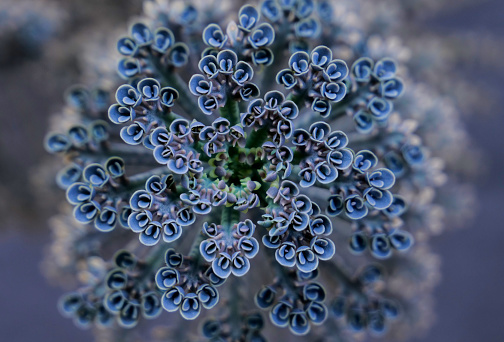 Blue kalanchoe blossfeldiana plant. kalanchoe flower