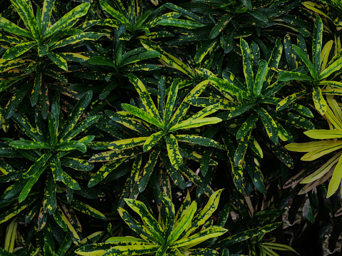 Close up of a green palm branch inside the tropical rainforest.