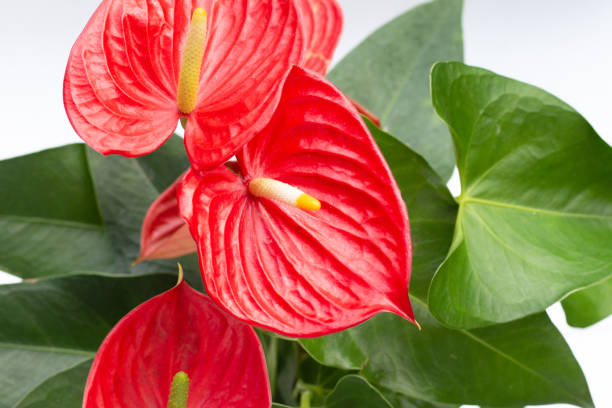 istock Flamingo flower or pigtail anthurium 1745375141