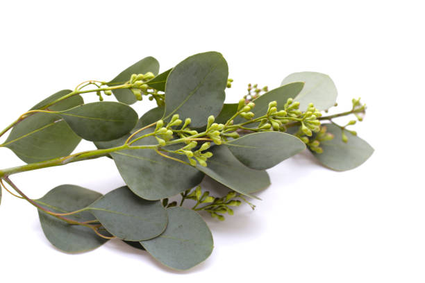 istock Eucalyptus leaves on white background. Green leaf branches. 1745378864
