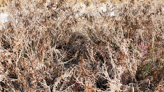 dry weeds during the dry season