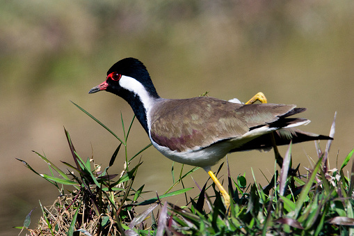 A distinctly marked lapwing with a black breast and throat and a red bill with a black tip. It also sports red wattles in front of the eyes and a white patch that runs down the cheeks to the underparts. In flight, note the black flight feathers that contrast with the white wing patch. Usually found in small groups around water bodies, agricultural fields, and dry land.