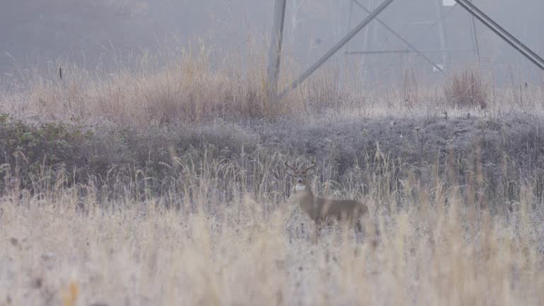 Focus Reveal of White-Tailed Deer