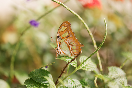 A green and yellow butterfly on a leaf on a blurred background