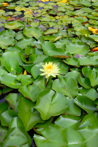 istock Beautiful water lily. Lotus pond 1745430251
