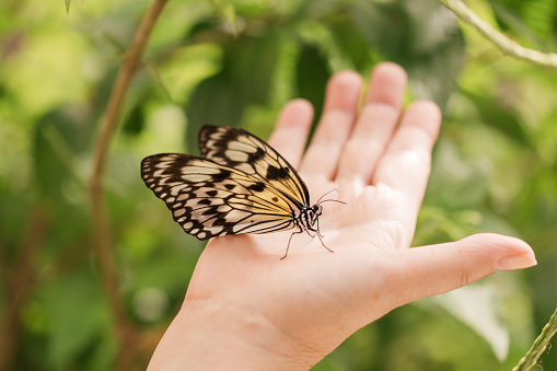 Giant Owl Butterfly on a leaf