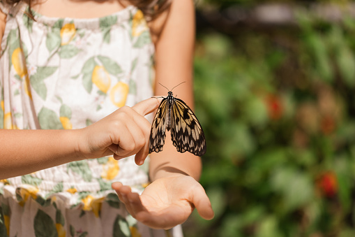 A Brown and Yellow Butterfly on a Female Hand in Bright Sunlight in South Florida in the Fall of 2023