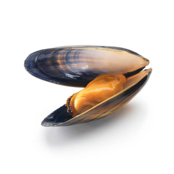 cozza singolo con shell - mussells foto e immagini stock