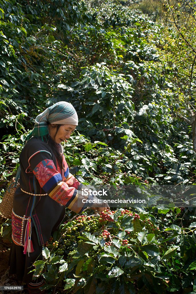 Akha Coffee Harvest Akha woman harvesting coffee in north Thailand. Part of a series on hill tribe coffee production. Roasted Coffee Bean Stock Photo