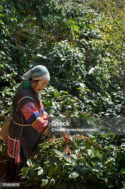 Akha Coffee Harvest Stock Photo - Download Image Now - Roasted Coffee Bean, Activity, Adult