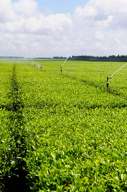 Tea Plantation stock photo