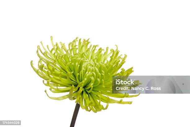 Ragno Mamma Crisantemo Fiori Isolato Su Bianco Con Colori - Fotografie stock e altre immagini di Crisantemo