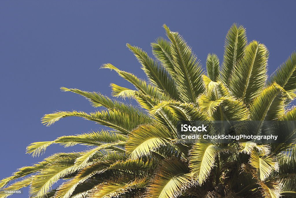 Folhas de palmeira teto vegetação Tropical - Foto de stock de Washingtonia robusta royalty-free