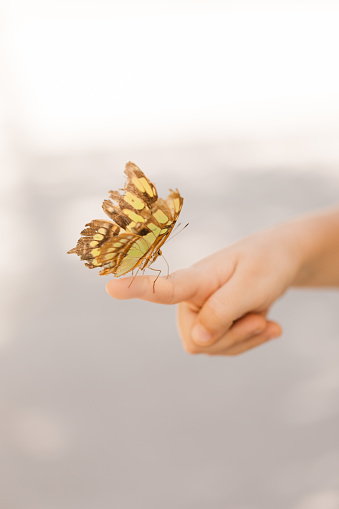 Colorful Green and Brown Butterfly on a Young Girl's Pointer Finger in Bright Sunlight in South Florida in the Fall of 2023.