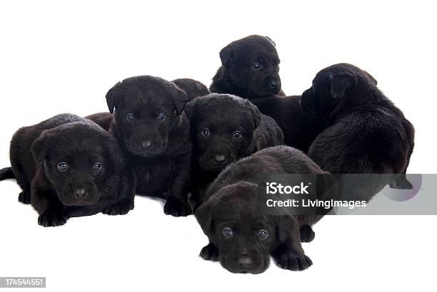 Foto de Puppies e mais fotos de stock de Filhote de cachorro - Filhote de cachorro, Labrador Negro, Animais Machos