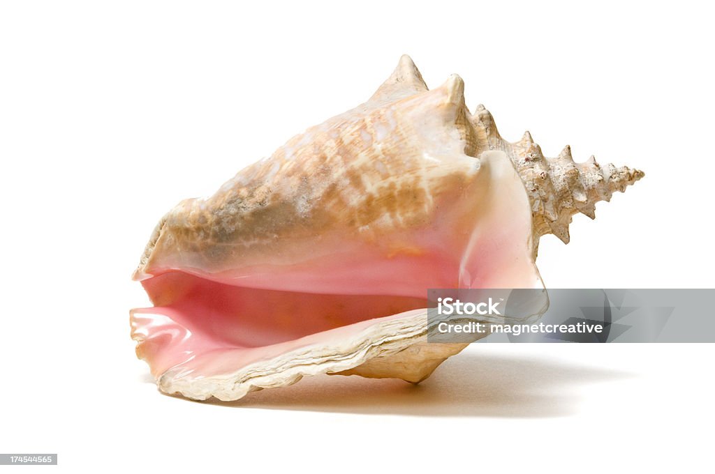 Conch Shell - Lizenzfrei Tritonshorn - Meeresmuschel Stock-Foto