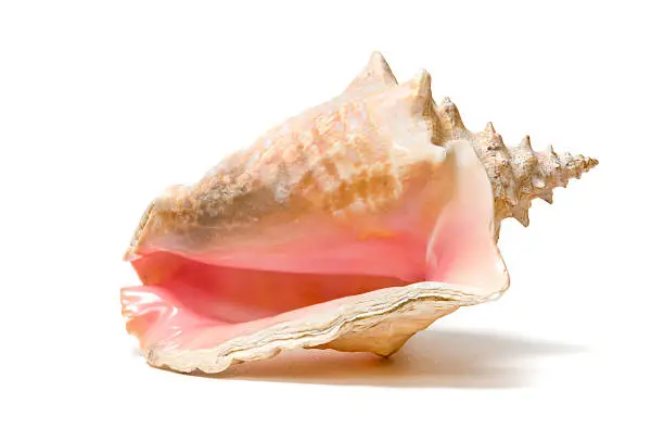 "A lovely conch shell, isolated on white"