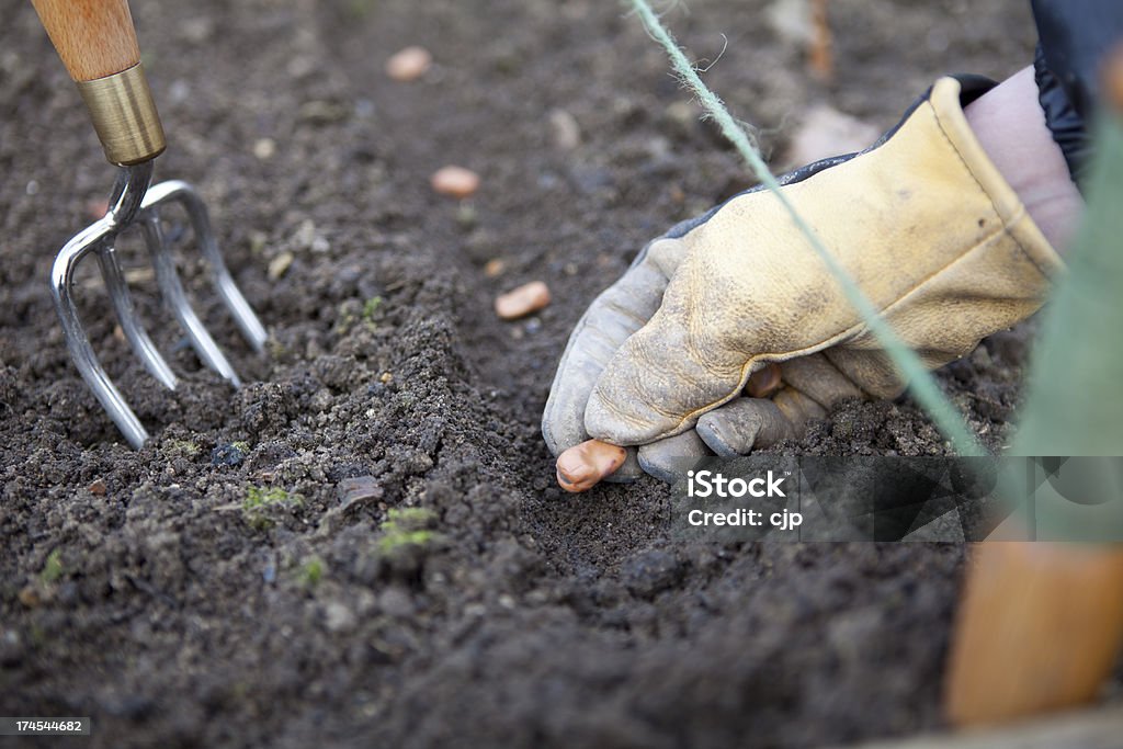 Sowing Beans in the Veg Patch Close up of gloved hand sowing beans in a shallow furrow.... Planting Stock Photo