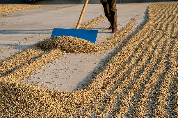 Dried coffee beans being gathered after laying out in the sun all day in Doi Chang, North Thailand. Part of a series on hill tribe coffee production.