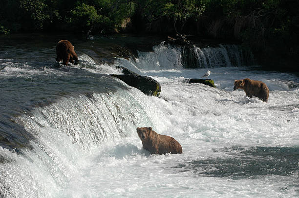 istock Fishing Team of Bears 174545177