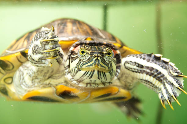 istock turtle swimming in a tank 174545180