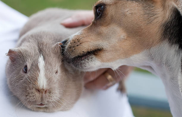 istock Dog and Guinea Pig 174545196
