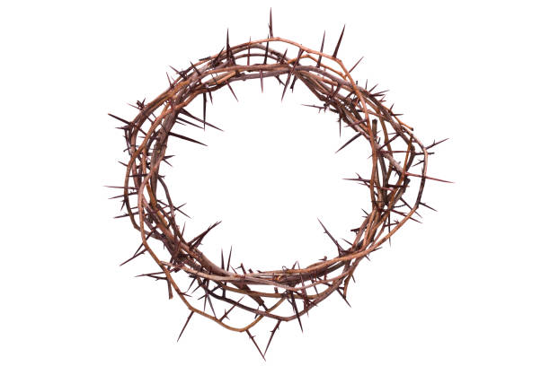 Crown of Thorns Crown of ThornsPLEASE CLICK ON THE IMAGE BELOW TO SEE MY EASTER PORTFOLIO: thorn photos stock pictures, royalty-free photos & images