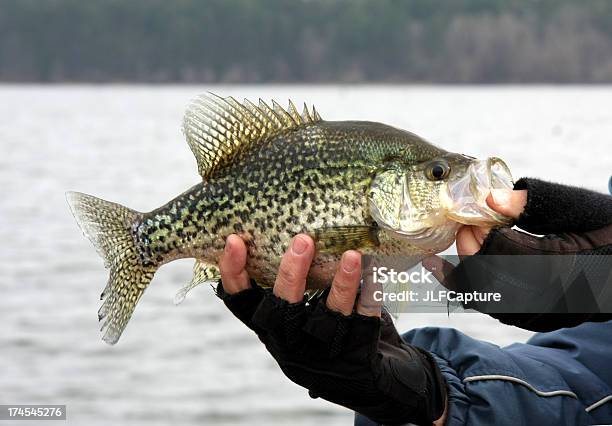 Foto de Achigãprateado e mais fotos de stock de Achigã-prateado - Achigã-prateado, Pescador masculino, Adulto