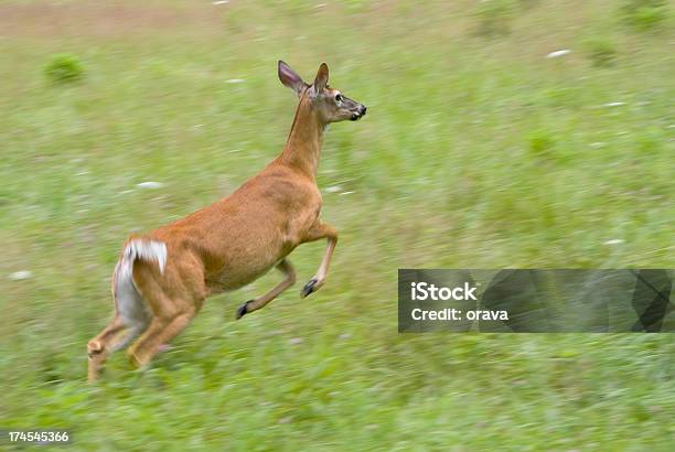 Photo libre de droit de Running Femme De Cerf De Virginie Dans Les Great Smoky Mountains Np banque d'images et plus d'images libres de droit de Animal femelle