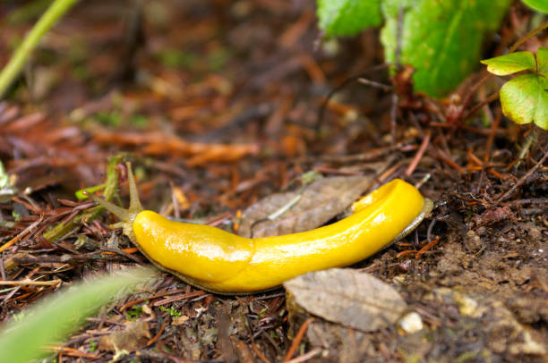 istock Banana Slug on Forest Floor 174545581