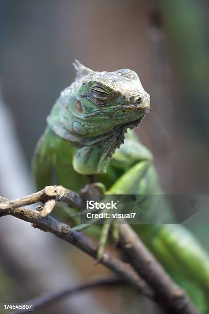 Green Lizard Stock Photo - Download Image Now - Animal, Animal Bone, Animal Scale