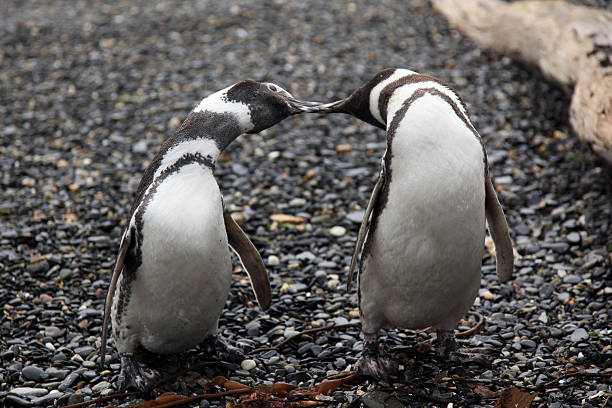 istock Penguins Kissing on Pebble Beach 174545822