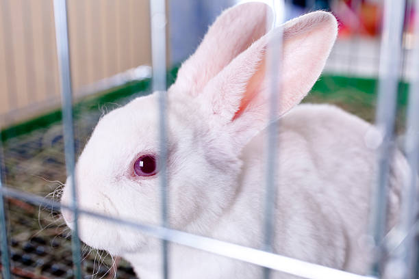 istock Rabbit for sale. White Easter bunny in cage. Pet store. 174546219
