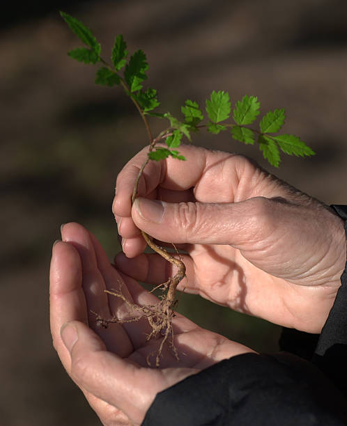 istock new life little plant in hand 174546342