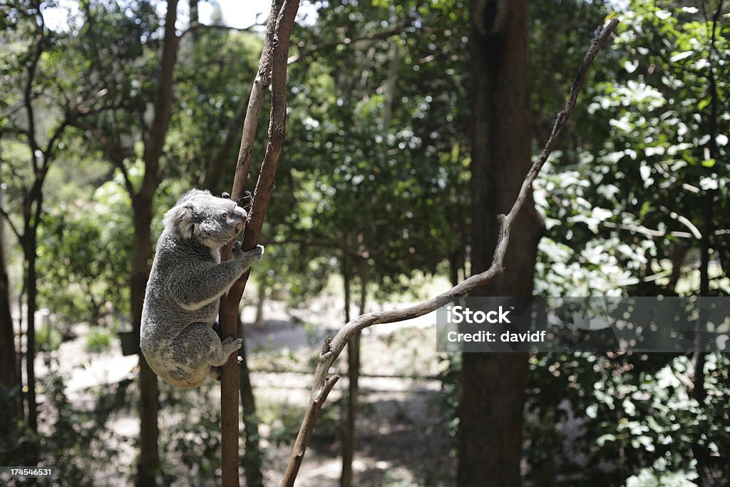 Coala escalada - Royalty-free Animal Foto de stock