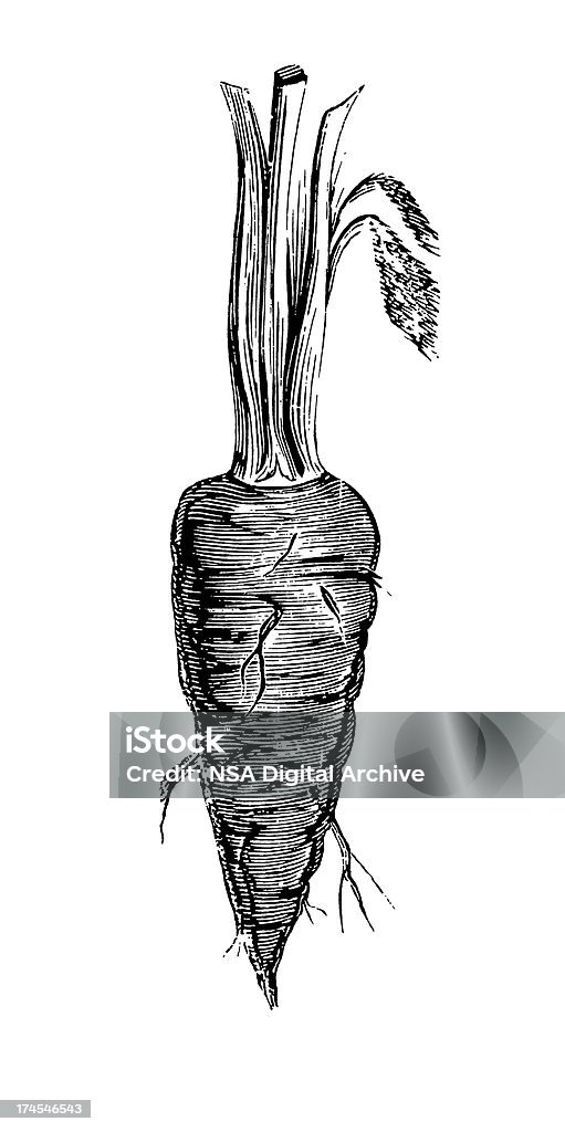 Carota - Illustrazione stock royalty-free di Antico - Vecchio stile