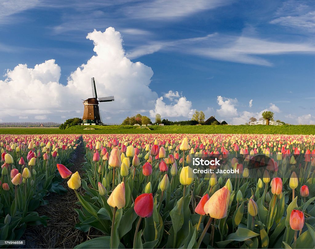 Frühling in Holland - Lizenzfrei Tulpe Stock-Foto