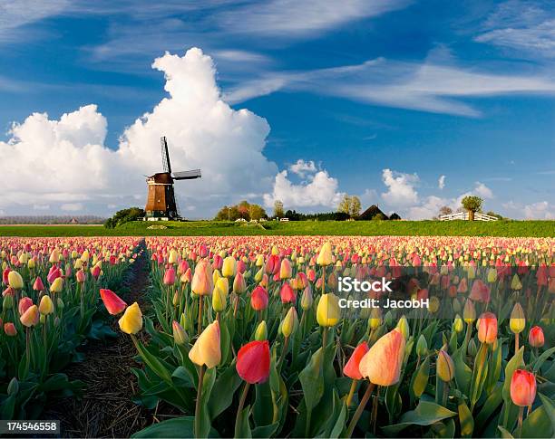 Primavera Na Holanda - Fotografias de stock e mais imagens de Tulipa - Tulipa, Campo agrícola, Moinho de vento