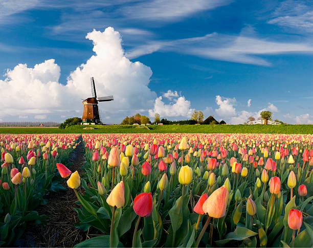 весна в голландии - tulip windmill field flower стоковые фото и изображения