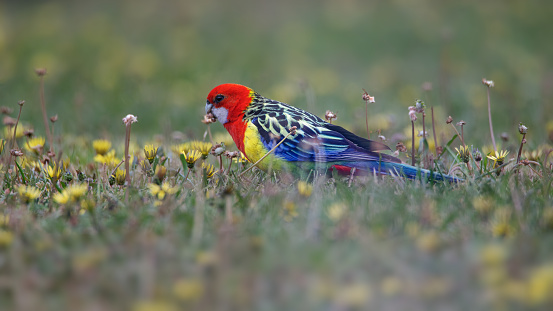 The eastern rosella eating cape weed flowers on the ground