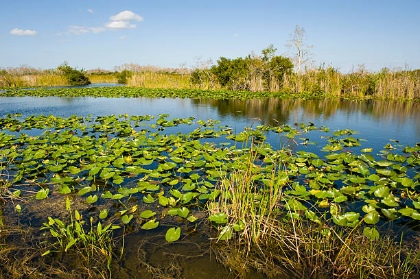istock Swamp in the Everglades in Florida 174546624