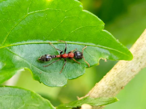 istock Selective focus of a slender ant on a green leaf in the garden 1745484475
