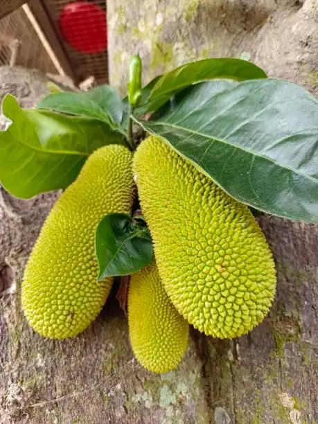 Defocused view of young jackfruits or known locally as 'nangka' on the tree